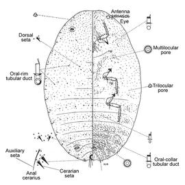   Phenacoccus hakeae  
 Illustration by Williams 